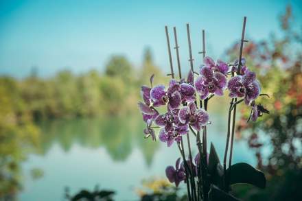 Restaurant du Pont de Jons · Restaurant à Jons